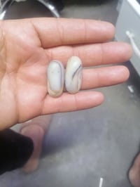 شجرة • نبات • للبيع