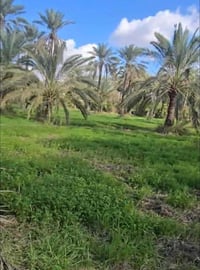 الشكري العزيزية • ٦٠ دونم • حصة مائية