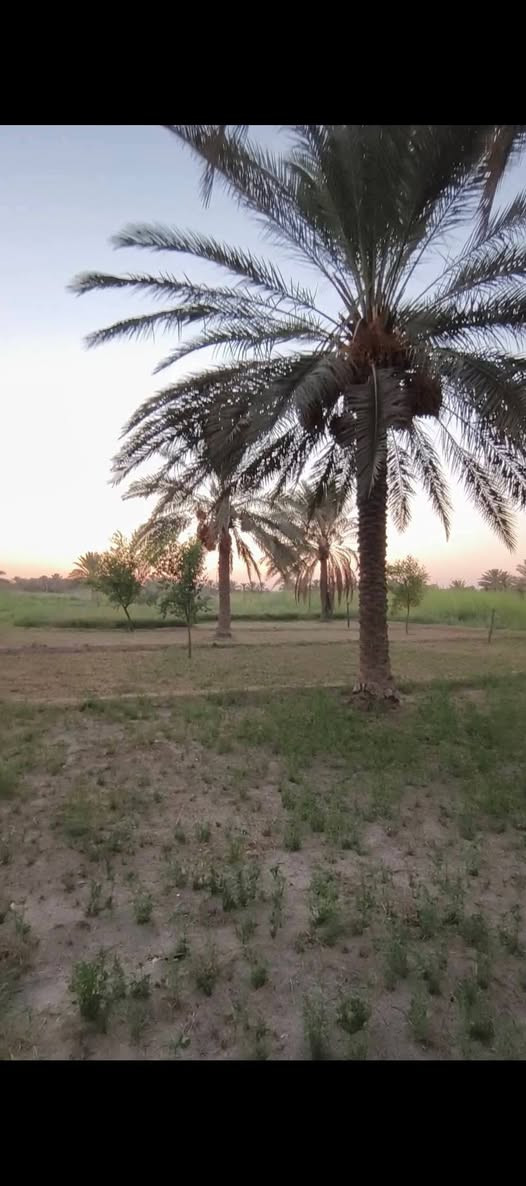 متاح 5 دوانم مع بيت بناء 300 متر مرمم بلكامل  جنس الارض طابو زراعي سند 25  تحويل مباشر الارض مجهزه  بكل شي ومزروعه والارض تحتوي علئ طريق خاص بجانب البيت عرضه 4 امتار ونص مع مجرئ السقي  7 امتار العنوان بابل طريق كربلاء راجع بغداد تبعد عن الشارع كربلاء بغداد ٥٠٠ متر شارعها تبليط ومجهزه بلكامل قريب سيطره الوند هور حسين الاستفسار اكثر الاتصال علئ الارقام التاليه :
وتساب 
***********
***********
السعر جدا مناسب
