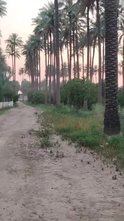دونمين طابو ملك صرف بسعر مغري كلش حلو العنوان بغداد الرشدية ***********
