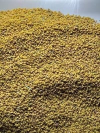 للبيع بذور جت عراقي نظيف سعر الكيلو ١٤ الف ٠٧٨١٧١٩٣٦٢٠