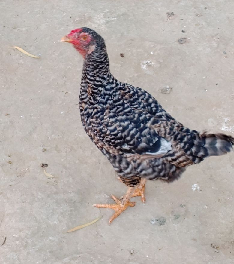 السلام عليكم 4 دجاجات وديچ للبيع/***********
