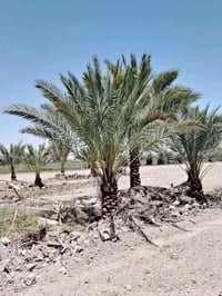 يوجد5 دوانم التاجي منطقة الشيخ عامر  موقع كلش حلو تبحث عن الهدوء والاب...