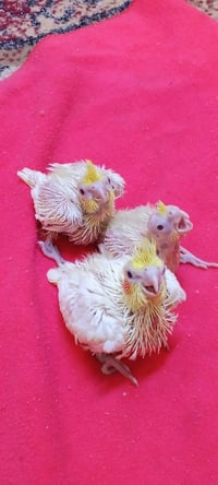 ٣ أفراخ كوكتيل • شكري عيون حمر • بالرفاعي