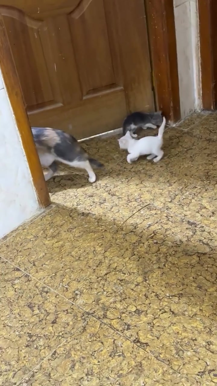 منو مضيع هاي البزونة هيا وافراخهة خلي يجي ياخذها ولي يريدها هم يجي يخذها لتمني ولي كادر علا تربيتهن خلي يخذهن مشكول اذمةاليخذهن ميكدر 
 علا تربيتهن ولي ريد يراسلني او يتصل عليه ***********
