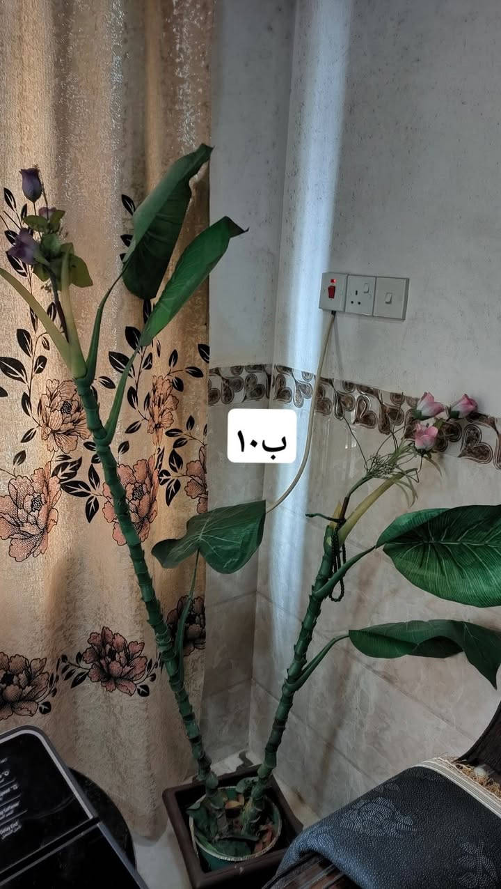 تواصل خاص


**إذا كنت صاحب هذا الإعلان وتريد حذفه لأي سبب، رجاءا أرسل رسالة إلى الدعم الفني**