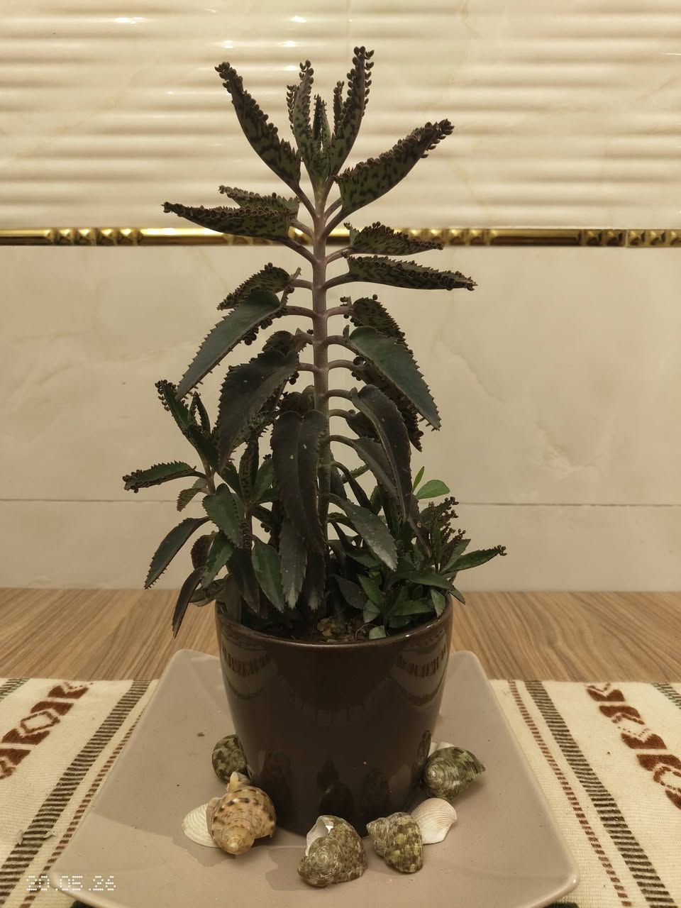 نباتات ظلية ممتازة للبيع مع سنادين سيراميك اصلية


**إذا كنت صاحب هذا الإعلان وتريد حذفه لأي سبب، رجاءا أرسل رسالة إلى الدعم الفني**