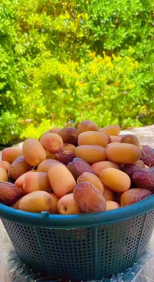 ***********//***********
متوفر فسائل بريم احمر سعره الوحده ٤٥ الف و بريم اصفر سعر الوحده ٣٥ الف ومتوفر بلكه سعر الوحده ٥٠الف  مكاني كربلاء يوجد توصيل لجميع المحافظات
