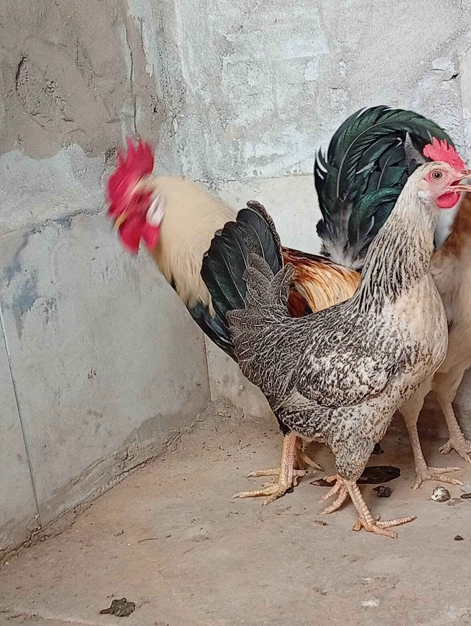 سلام عليكم متاح بيض دجاج دندراوي  ***********خاص فقط

