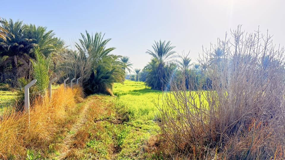 السلام عليكم ارض زراعية للبيع 7 دونم على الشارع العام قرب الشركة الصينية مسيجة كامل brc
***********
