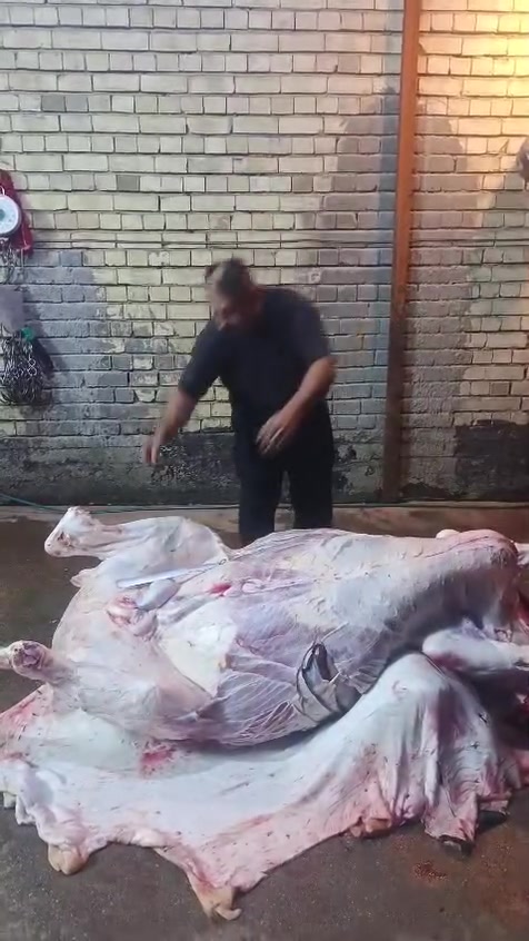 بسم الله الرحمن الرحيم يالله
ليوم الخميس ٢ يعلن مطعم الماجد و قصابه الماجد عن بيع الحم عجل عراقي 
عنوان المسيب حي المعلمين مجاور اسواق الباشا   
***********
