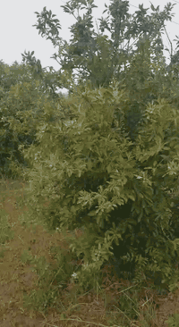 السلام عليكم      للبيع
أرض زراعيه بستان  طابو 5دونم +عقد 9دونم يتوفر فيها ماء كهرباء دار سكنيه مساحتها 200م منطقة برينج في العزيزيه تبعد عن نهر دجله أقل من 400متر  للاستفسار الإتصال على الرقم ***********
