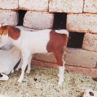 جدي • سمان حيل • قريه العيثه
