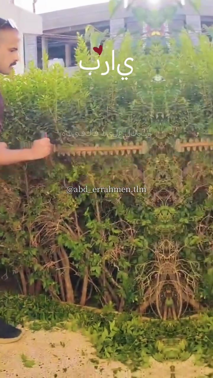 سلام عليكم يوجد قص ثيل وقص اشجار  وشتل كافه انواع ورد تقليم اشجار جاهزين لخدمتكم على مدار 24ساعه  للستفسار اتصال ع رقم ***********
