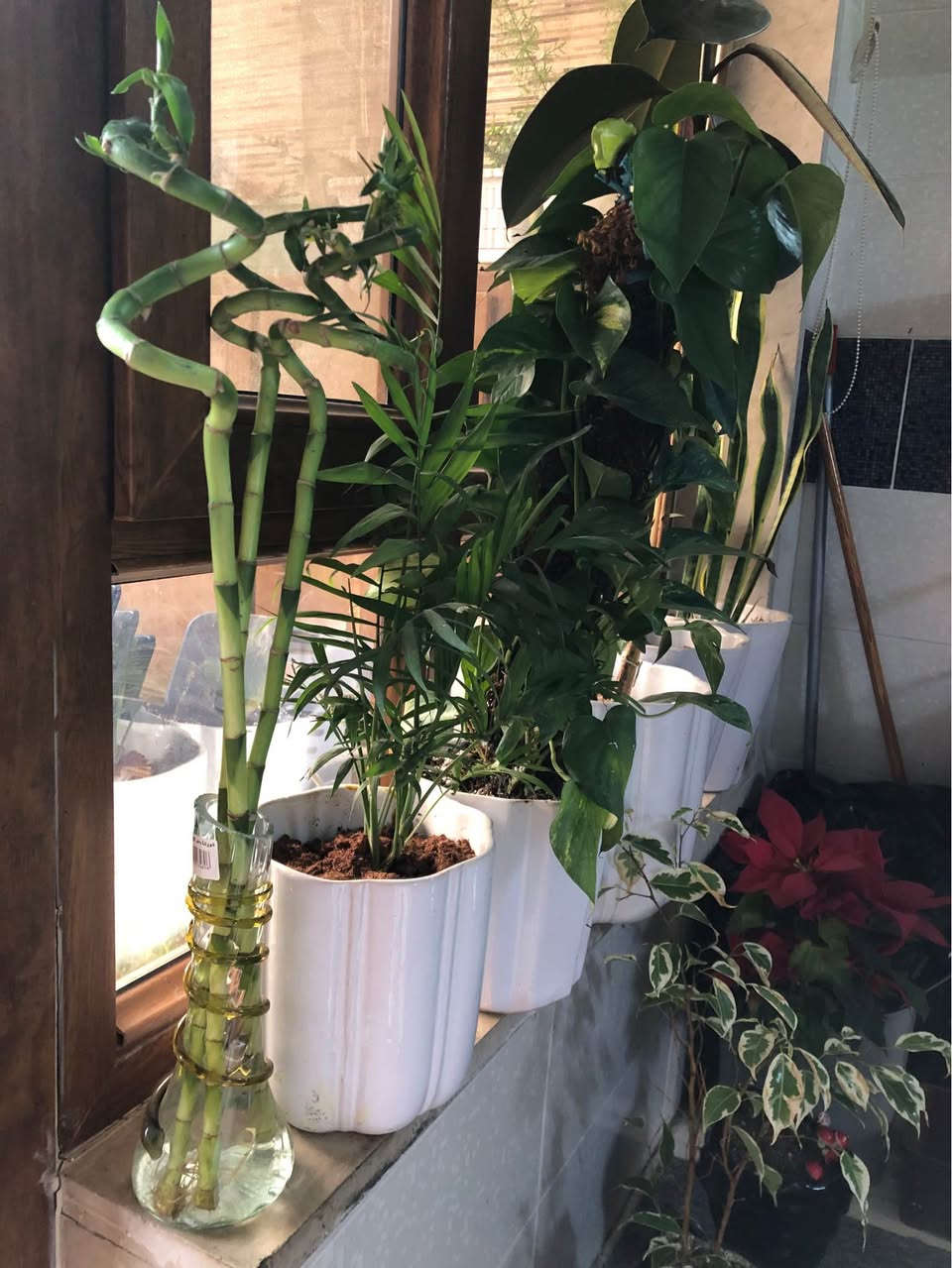 نباتات طبيعية ظلية كلها ٨٠ الف قفل
اربيل روشنبيري
توصيل داخل اربيل ٥ الف أربيل, العراق


**إذا كنت صاحب هذا الإعلان وتريد حذفه لأي سبب، رجاءا أرسل رسالة إلى الدعم الفني**