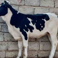 بچر زراعيه • أم الصره أصايل • الشرقاط الخضرانيه