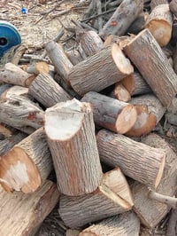 نشارة اثل • نشارة بيضة • واسط صوارة