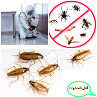 اربيل • رش مبيدات • صرصور ألماني