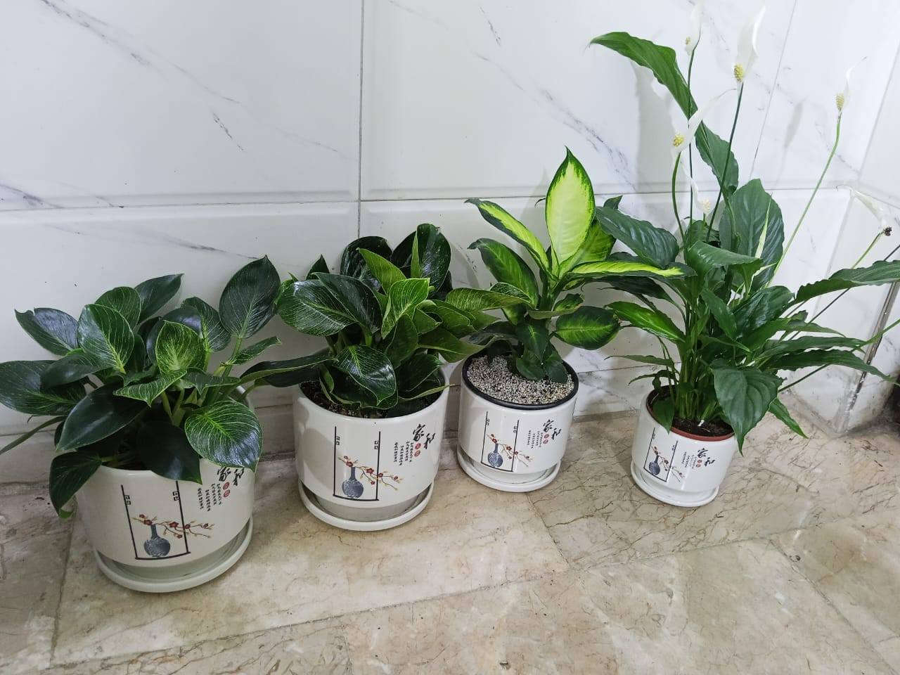 البيوت التي تسكنها النباتات تسكنها الطمأنينة 🕊️
أحيطوا أنفسكم بالجمال فالعين تعشق ما ينمو💚🍃
 #أزهار_ونباتات_مشتل_زهور_النرجس


**إذا كنت صاحب هذا الإعلان وتريد حذفه لأي سبب، رجاءا أرسل رسالة إلى الدعم الفني**