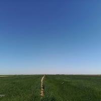 ٢٠ دونم • حنطه چتل • الديوانية الشنافية