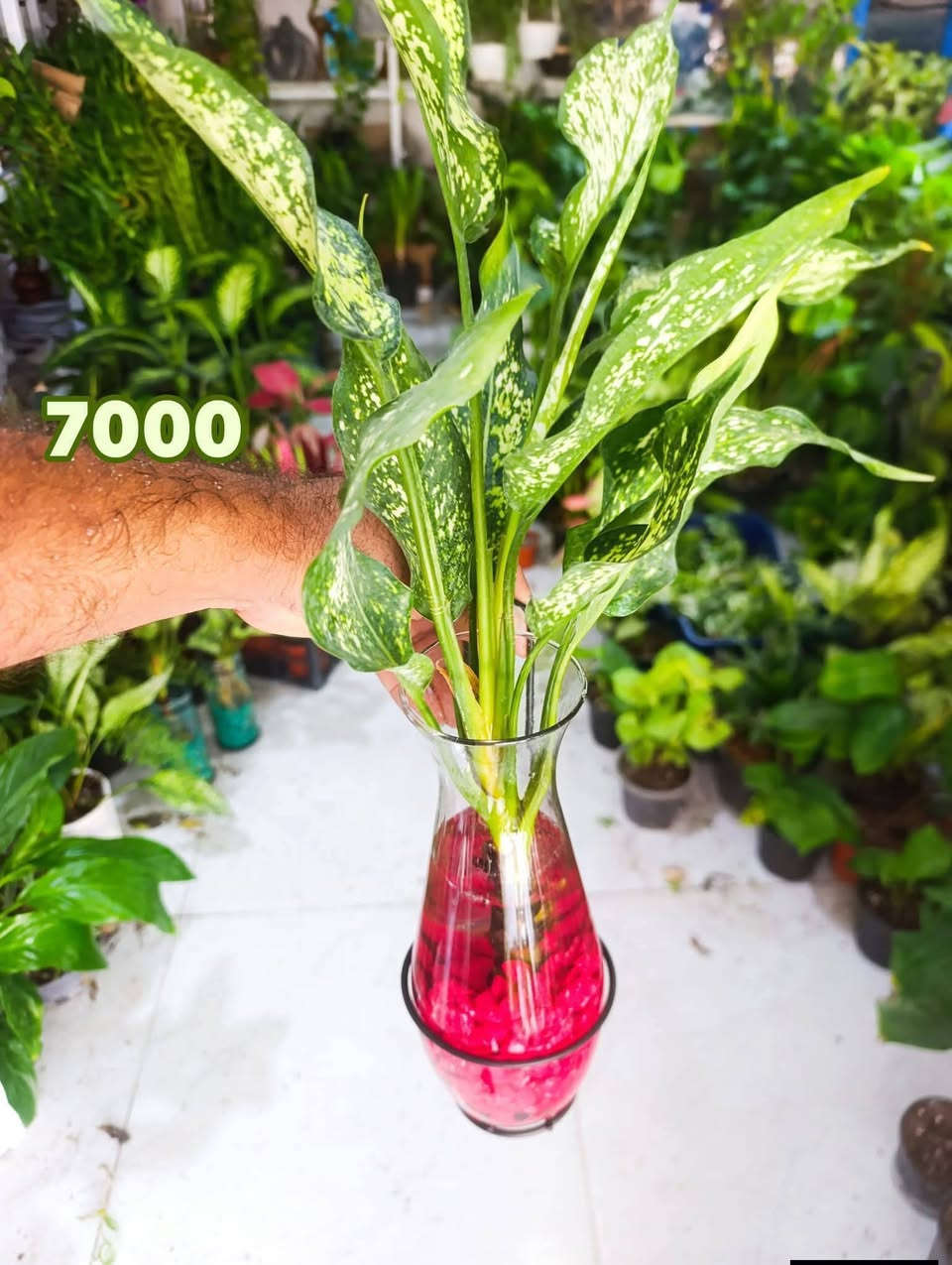 ناونيشان كلار ليوا ته نشت مزكوت بخاري 
عنوان كلار ليوا جامع البخاري 
كياندن هيه ناو شار دوو هزار 
***********
