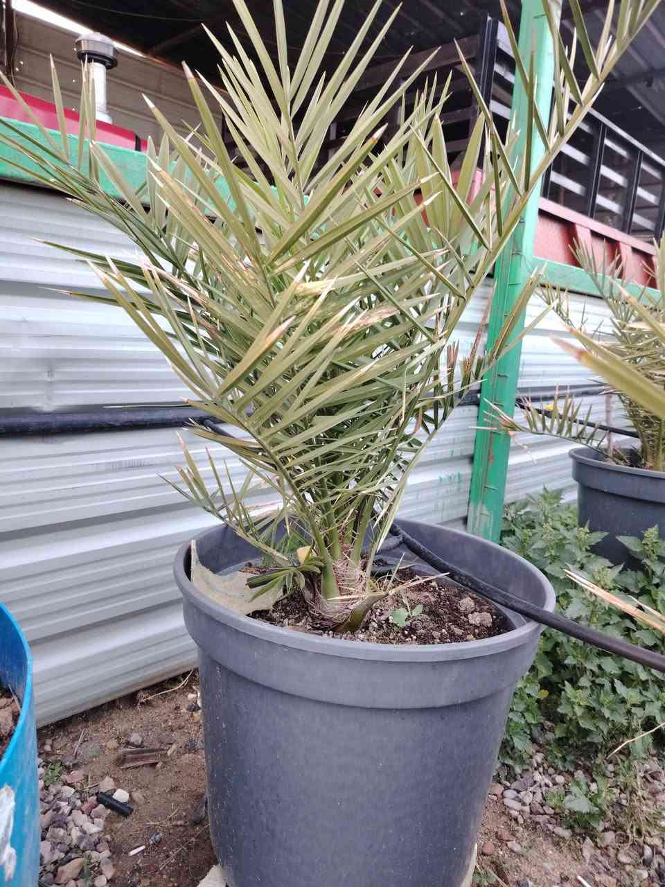 سلام عليكم عندي افحله قنامي اصلي البيع العدد ١١٠
العنوان بصره زفان ام قصر  الهاتف ***********
