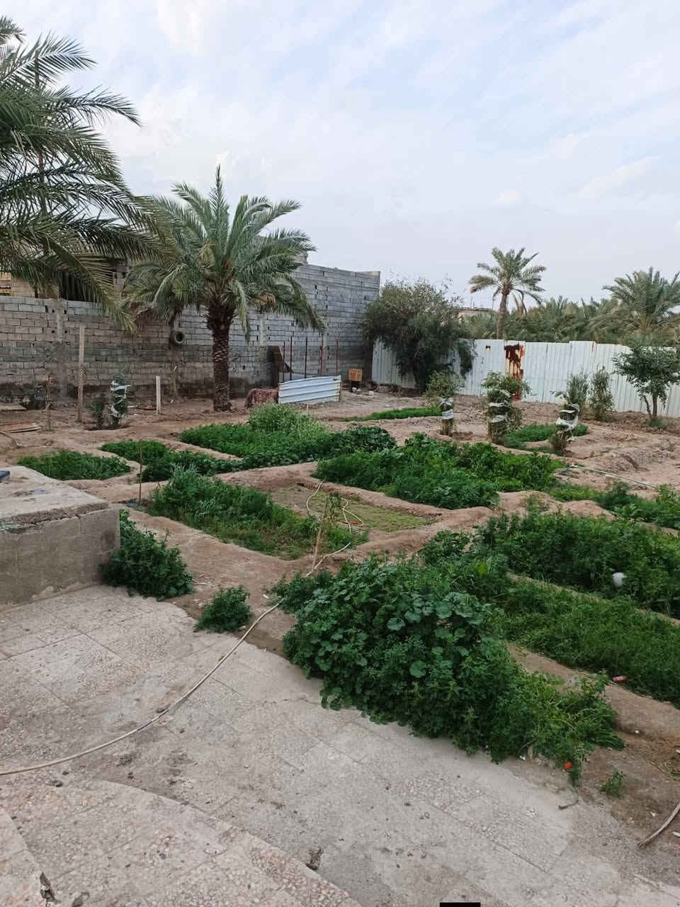 أسعد ألله أوقاتكم بكل خير🌹احبتي
بستان نص دونم مع داز سكن طابقين

الاتصال ***********  

🔊 أعلان عرض أليوم أروع مايكون وبسعر جدن مناسب ♦️

أرض مع دار سكن طابقين 

ألمساحه الكليه ( نصف دونم )
على شارع تبليط مباشرةً  ( واجه لارض على شارع 23 متر من ضمن محل أسواق ) 

تحتوي على دار سكن مساحة البناء 350 م
أرض مزروعه وكامله ومرتبه
على نهر جاري
جميع الخدمات متوفره ⚡

محتويات الدار ⬇️
كراج واسع + ديوان  + صاله طابق ارضي وصاله طابق ثاني + عدد غرف نوم 9 غرف + مطبخ وصحيات خارجي داخلي 

والبيت شقل درجه أولى ومشتقلينه ازوكام
نوع العقار : طابو ملك صرف تحويل سهم بأسم المشتري
العنوان : البصره أبي الخصيب باب عباس 

كل هاذ بسعر 240 مليون وقابل تفاوض

 سعره جدن مناسب 
الاتصال والمراجعه ***********  مع وتساب
ابوسجاد
