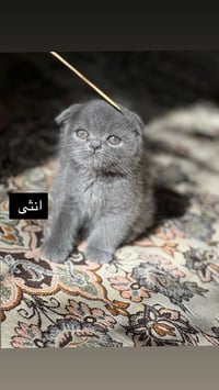 قطة • بسة • سكوتش فولد • قطة سكوتش • قطة صغيرة • حيوانات اليفة • هر • ...