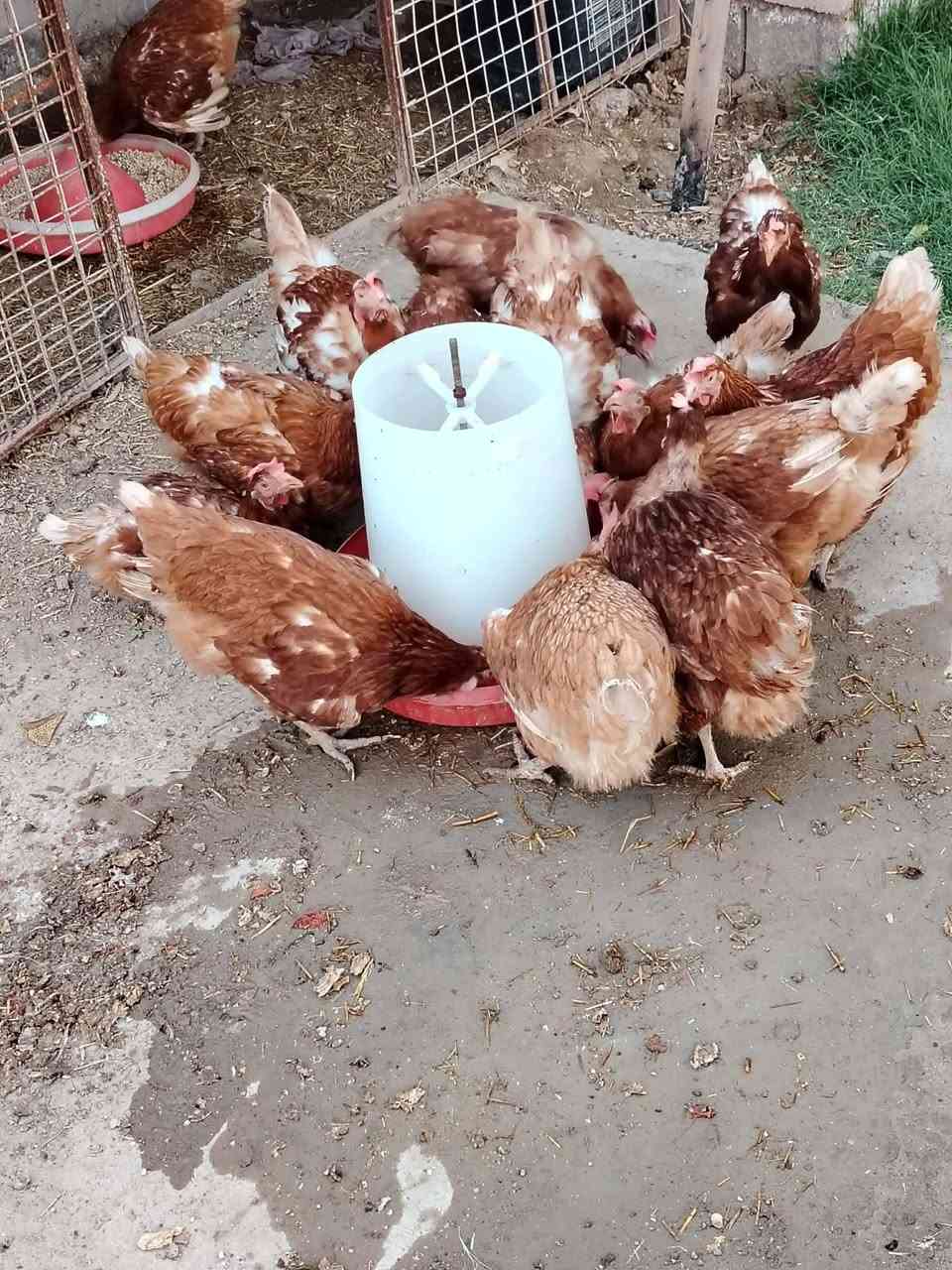 دجاج.بياض.الدجاجه.اب5الف


**إذا كنت صاحب هذا الإعلان وتريد حذفه لأي سبب، رجاءا أرسل رسالة إلى الدعم الفني**
