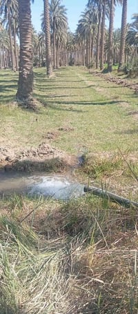 كاع المسيب الجيلاويه • دونم ونص • سند تحويل 25