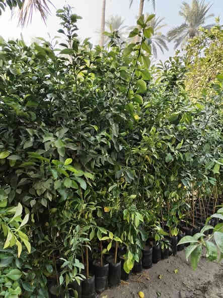 السلام عليكم يوجد لدينا نارنج خشن وحمضيات بانواعها وسدر تفاحي بصراوي العنوان بغداد الكريعات نهاية شارع المعارض للاستفسار الاتصال على الرقم ***********
