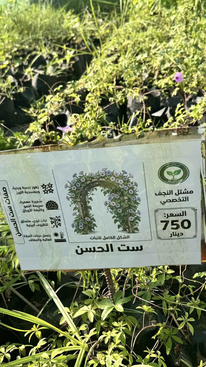 يسرنا ان نعلن عن اطلاق بيع شتلات الزينة والجاهزة للبيع الان وهي موضحة بالصور مع الاسعار🌿

تتوفر لدينا تشكيلة متنوعة من شتلات الفاكهة والزينة وبجودة ممتازة وبأسعار مناسبة 🌱

📍 العنوان:
شارع نجف – كربلاء / عامود 173
قرب أكاديمية الشرطة وفرقة الإمام علي

🕘 أوقات العمل:
من الأحد إلى الخميس
من الساعة 7:00 صباحاً ولغاية 1:00 ظهراً

🌳 مشتل النجف
أهلاً وسهلاً بزيارتكم
#مشتل_النجف_التخصصي
#دائرة_البستنة


**إذا كنت صاحب هذا الإعلان وتريد حذفه لأي سبب، رجاءا أرسل رسالة إلى الدعم الفني**