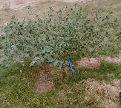 السلام عليكم.. بما أنا موسم التطعيم شجرة السدر اي شخص يحب يطعم انا موجود داخل الرفاعي تواصل معنا ***********وتساب@
