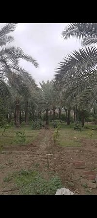 طابوك المساعه • 2 دونم • دار 195م