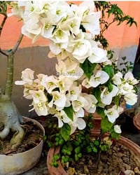 ورود طبيعيه • نباتات الضليه • وصول يومي