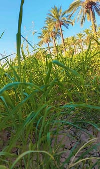 ابي غرق • ٤ دونم • ٨٥ نخلة