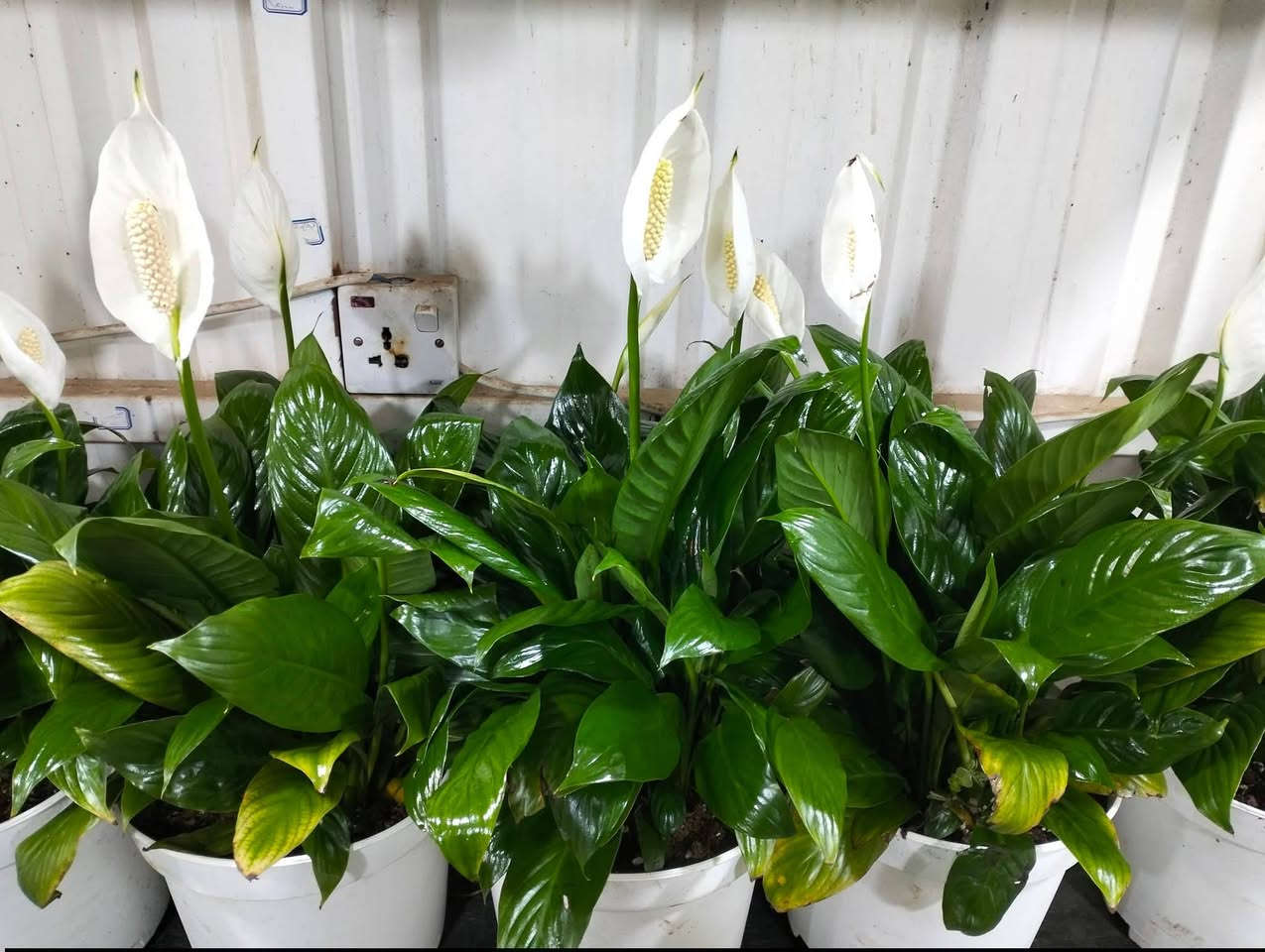 وصلت وجبه جديده من النباتات الضليه 
لطلب والاستفسار مراسلة الصفحه يوجد خدمة توصيل خانقين جلولاء سعديه @إشارة


**إذا كنت صاحب هذا الإعلان وتريد حذفه لأي سبب، رجاءا أرسل رسالة إلى الدعم الفني**