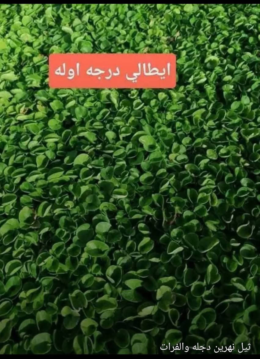 #تخفيضات #تخفيضات (لفترة محدودة) والتوصيل مجاني

☘ثيل طبيعي نوعية ممتازة (هندي درجة اولى)🍀

🌳مناسب للاستخدام في ( المنازل🌳_ الحدائق🌳_ الملاعب🌳_ الدوائر🌿_المشاريع الاستثمارية ) 
 
متوفر لدينا كافة انواع الثيل الطبيعي💚

قدره تجهيز كميات كبيرة للمشاتل والملاعب
#نوعية ممتازة 
#هندي وجميع الانواع الاخرى
وبأسعار تنافسية 
لدينا كادر متخصص في زراعة الثيل بطريقة صحيحة وناجحة يجيك لباب بيتك

للطلب يرجى مراسله الصفحه او الاتصال على ***********
