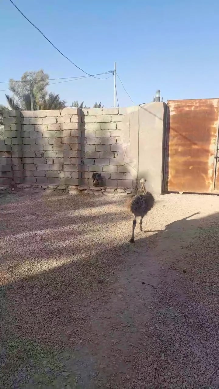 فحل نعام لعوب وصاحي عمره ٣ اشهر الشراي يراسني او ينتصل ***********مكان سماوه الهلال
