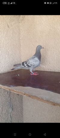 متاح تك زاجل شاد بل ريشه ال ثانيه رابطته مميزه رابطته 2026 تسلسله 4444...