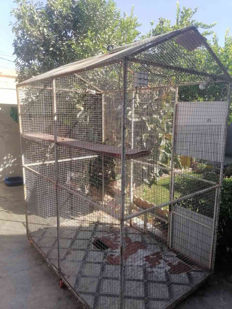 سلام عليكم متاح قفص كوكتيل وغنادير شغل درجه اولى بي شويه ترتيب تبديل لوح الأرضيه مثل ماموضح بالصوره والباب فقط المشبك يحتاج لحيم المساحه واجهه مترين داخل مترونص ارتفاع اكثر من مترين السعر قفلها ٦٥  ألف العنوان حي الوحده خلف جامع الوحده مباشرة *********** كلشي اكو بالسوگ ماعجبك السعر ارفع المنشور بكلمة يا الله ورحم الله والديك
