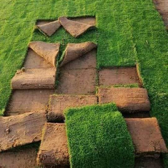 📌 بيع وتجهيز الثيل الطبيعي – ثيل هندي فاخر
نوفر أجود أنواع الثيل الهندي الطبيعي المناسب لـ:

الحدائق المنزلية - الدوائر الحكومية
المدارس والجامعات
الاستراحات والمزارع
💚 مميزات الثيل الهندي:
لون أخضر طبيعي وجذاب
يتحمل الحرارة والأجواء العراقية
كثافة عالية ونمو سريع
سهل الصيانة وطول عمره ممتاز

🔧 خدماتنا:
تجهيز وزراعة بإشراف مختصين
تمديد منظومات ري حديثة
قص وتسوية الأرض قبل الزراعة

📞 للحجز والاستفسار: 
***********
***********
***********
