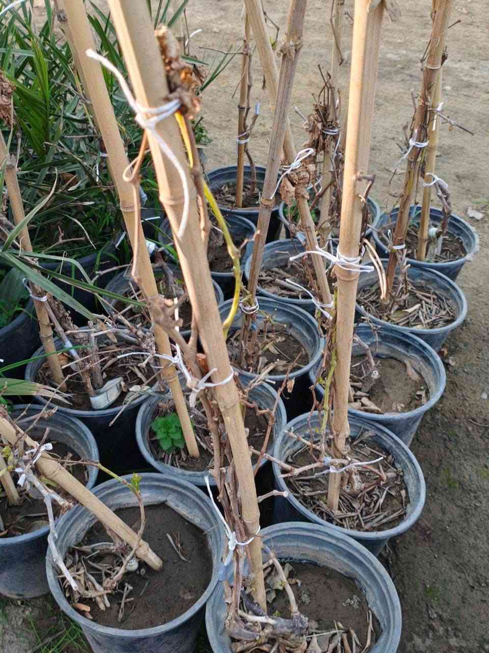 مشتل بيروميا
توفرت شتلات عنب كشمشي أسود (زبيبي) – Black Hamburg 🍇

💰 السعر:
15 ألف دينار

📏 الارتفاع:
من 70 سم إلى متر تقريباً
🚚 التوصيل:

متوفر توصيل إلى جميع المحافظات
🌿 المواصفات:
من أشهر وأجود أنواع العنب الأسود الزبيبي
عناقيده متوسطة إلى كبيرة وحباته بلون بنفسجي داكن مائل للأسود
طعمه حلو جداً ولذيذ ومحبوب للأكل الطازج
مناسب للتجفيف وصناعة الزبيب الطبيعي
إنتاجه جيد ويعطي عناقيد جميلة عند العناية به
مناسب للزراعة في الحدائق المنزلية والمزارع
نموه قوي ويعطي منظر جميل عند تسليقه على عرائش أو سياج

🌞 التحمل:
يتحمل أجواء العراق والحرارة العالية
يتحمل الشمس المباشرة بشكل ممتاز
يتحمل فترات الجفاف نسبياً بعد ما يقوى
سريع التأقلم مع التربة العراقية
صنف مجرب وناجح في أغلب مناطق العراق

🍇 الفوائد:
غني بالفيتامينات ومضادات الأكسدة
مفيد لصحة الجسم ويعطي طاقة
يمكن استخدامه للأكل الطازج أو التجفيف أو العصير

📞 للطلب والاستفسار:
***********
🌱 مشتل بيروميا 
نوفر لكم شتلات مميزة ومجربة تنجح في أجواء العراق 🌿🍇
