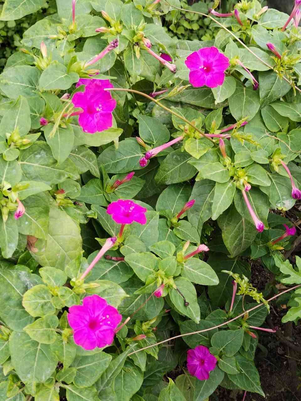 متاح لدينا بذورها بذور نبات ورد المساء الوان عطري دائمي سريع النمو
لطلب والحجز واتساب *********** السماوه أو مراسلة الصفحه يوجد خدمة توصيل طلبات داخل السماوه ولكافة المحافظات لباب البيت أنواع البذور الاستوائية النادره
