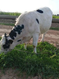 لحم بعظم • ذبح حولي • حديثه بني داهر