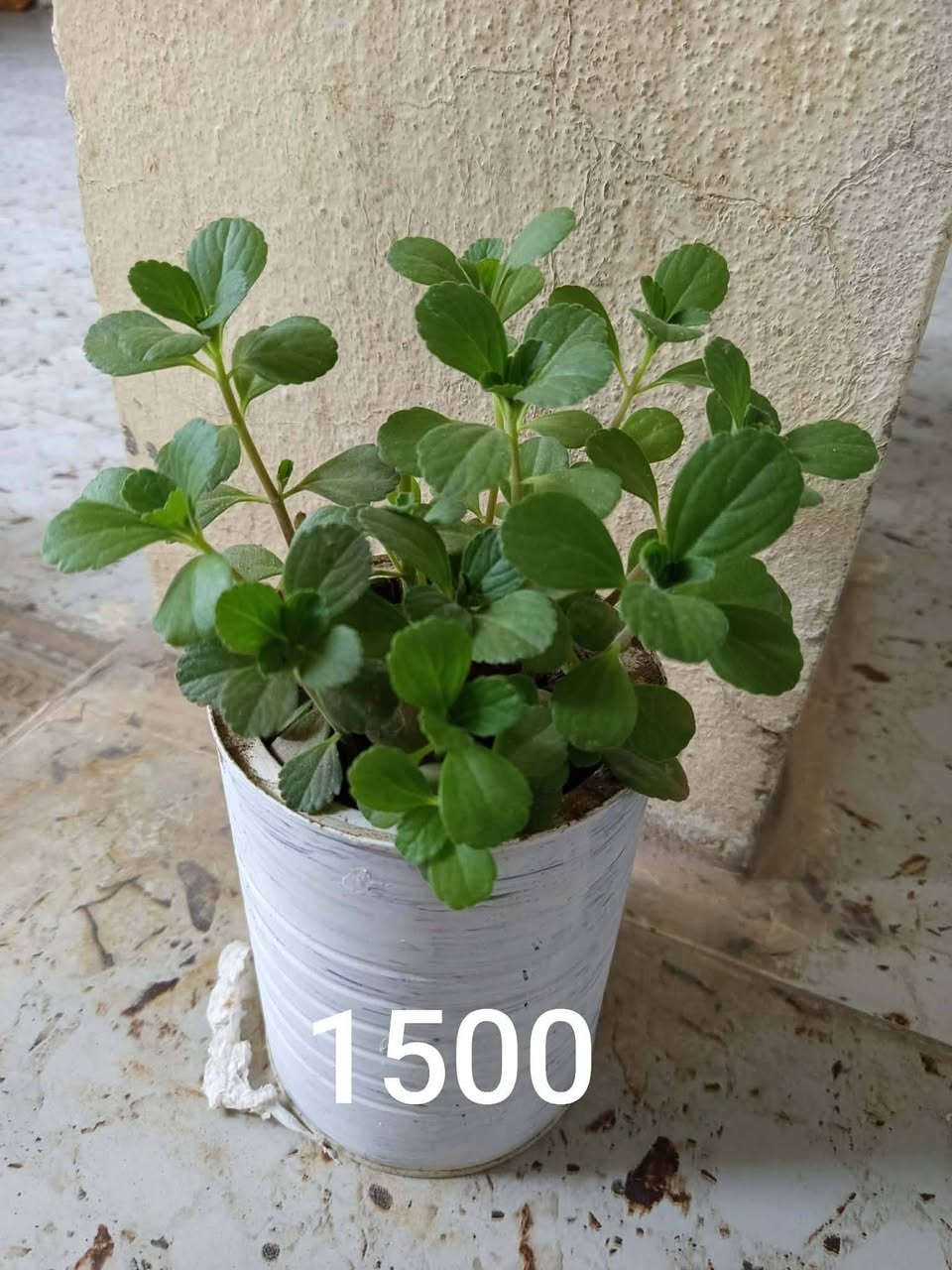 البيع شتلات شلع


**إذا كنت صاحب هذا الإعلان وتريد حذفه لأي سبب، رجاءا أرسل رسالة إلى الدعم الفني**