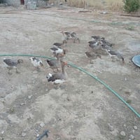 غازات خشنات • موديل السنة