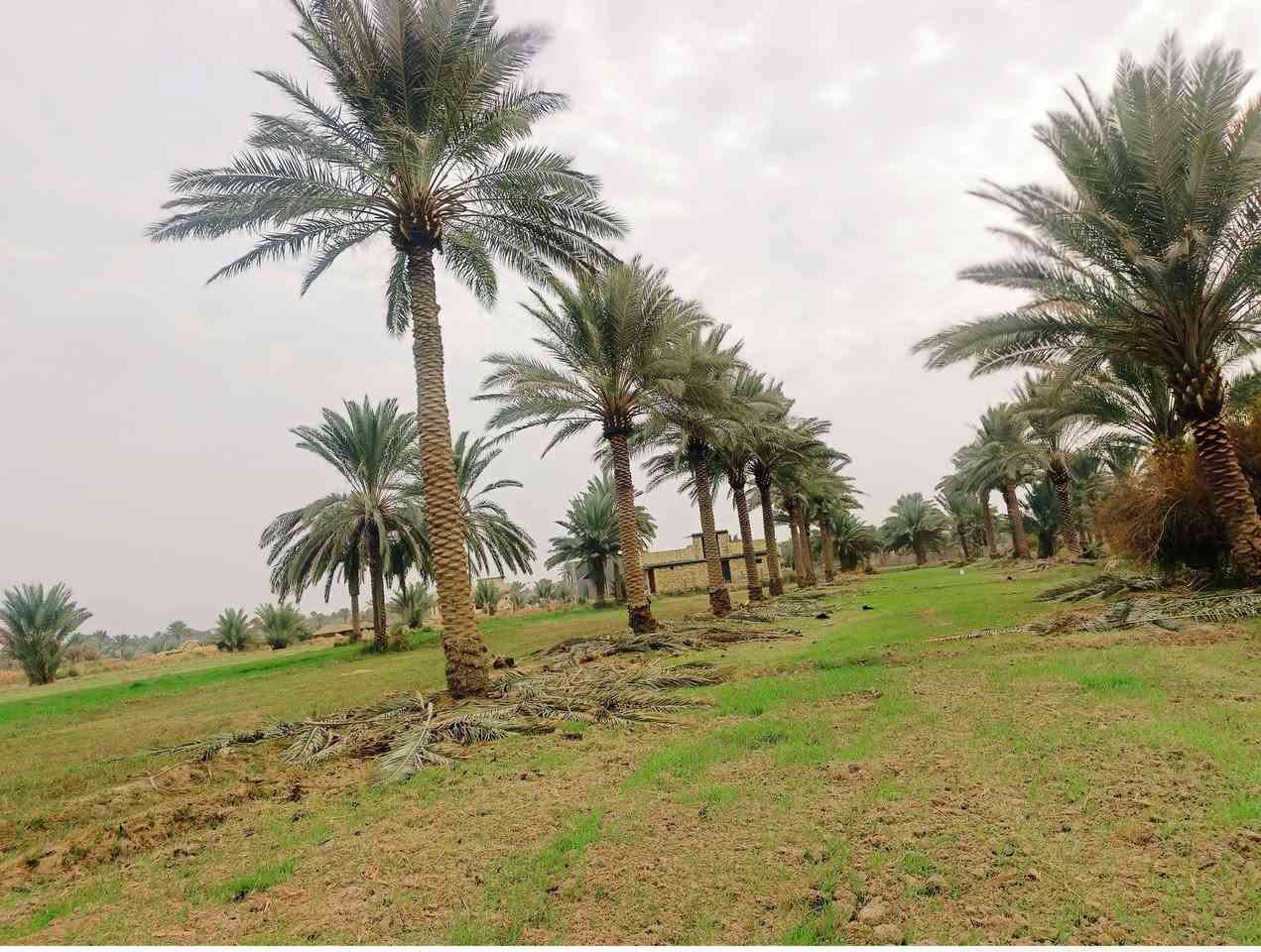 السلام عليكم ارض طابو زراعي سند/25/المساحه. دونم
الموقع خلف جامعه بابل / 
للاستفسار 
محمد رشيد ‏‪***********‬‏
منتظر الصليخي ***********
                        ***********
