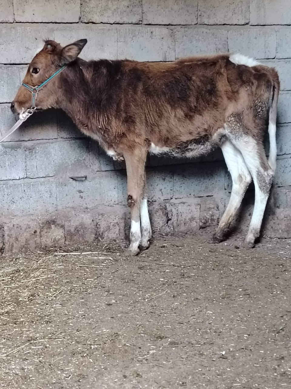 السلام عليكم
للبيع حوليه جنس هولنديه عمرها 11 شهر وشرط النصاحه السعر 880 وبيها مجال قليل الاستفسار الاتصال على الرقم *********** // ***********
