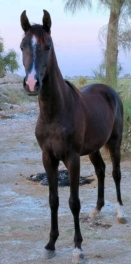 سلام عليكم خيالتنه العزاز وين اليدور الزين مهره نجيمه البيع عمرهه 5 تشر  مهره كامله المواصفات مهره واحد على واحد المكان الحمزه الغربي توصيل الجميع المحفضات حسب النتفاق  *********** يوجد واتساب
